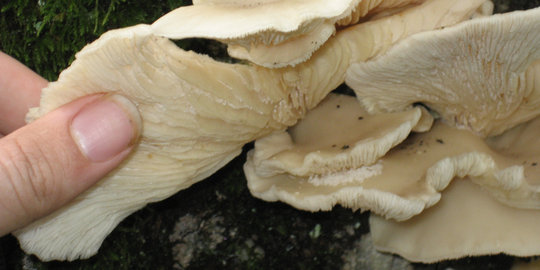 Ungkap manfaat kesehatan dari jamur tiram