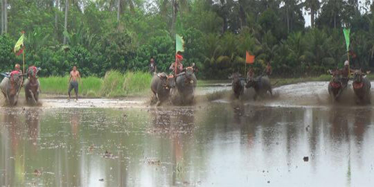 Makepung Lampit, tradisi unik pacuan kerbau ala petani Jembrana Bali