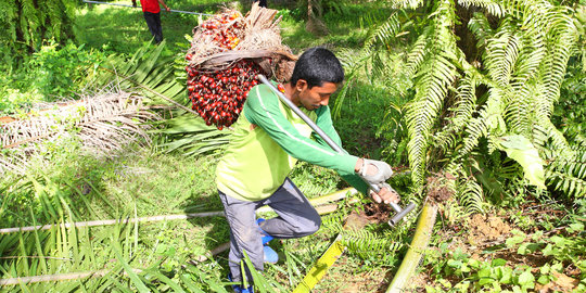 Hasut warga agar curi buah sawit, Bupati Rokan Hulu jadi tersangka