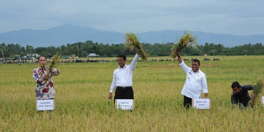 Blusukan ke Maluku, Mentan Amran ikut panen padi