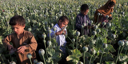 Potret anak-anak di Afghanistan jadi petani opium demi hidup