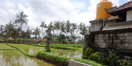 Tanggul jebol, sawah di Cilacap terendam dan terancam gagal panen