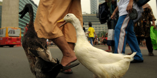 Unik, pria ini ajak dua bebeknya jalan-jalan di CFD