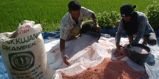 Kesulitan pupuk subsidi, petani Jember gunakan produk impor