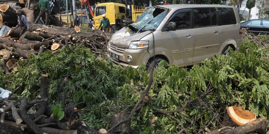 Tak ada hujan dan angin, pohon tua tumbang tewaskan pensiunan TNI