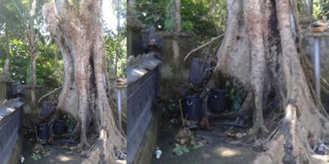 Ditebang, pohon tua di Bangli meneteskan air mata