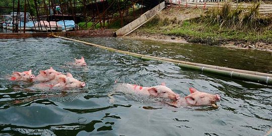 Menyaksikan kekonyolan kawanan babi lomba renang di China