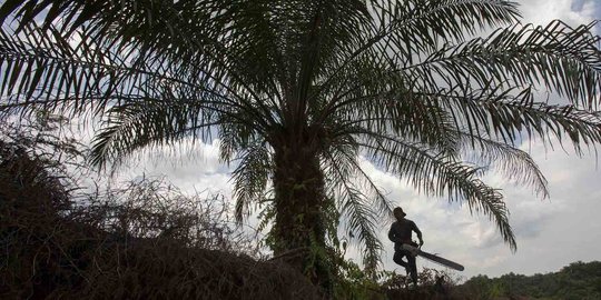 DPRD Riau sebut bisnis kelapa sawit merugikan negara ratusan triliun