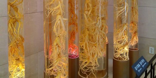 Korsel wajibkan turis kunjungi outlet ginseng penambah stamina