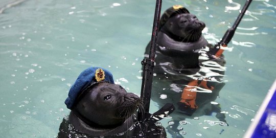 Turut peringati Perang Dunia II, anjing laut ini bergaya bak tentara