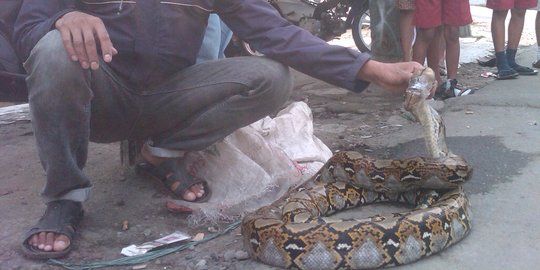 Warga Katulampa temukan ular piton 3 meter di Kali Ciliwung