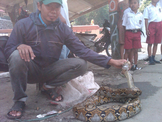 ular piton temuan warga bogor