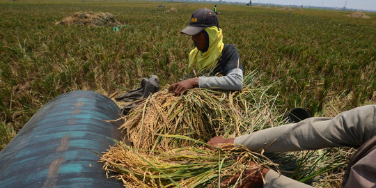 Harga gabah rendah, petani mengeluh ke Mentan