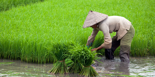 Mentan siap jadikan Merauke lumbung pangan dalam 3 tahun