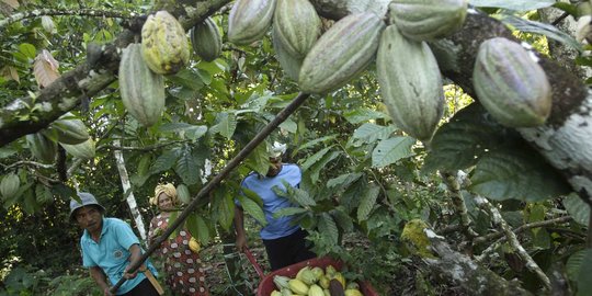 Mengunjungi perkebunan cokelat terbesar se-Asia di Sulawesi