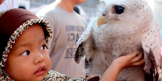 Ketika burung hantu tak lagi menakutkan
