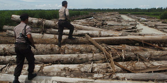 Marak illegal logging, hutan di Rohil terancam punah