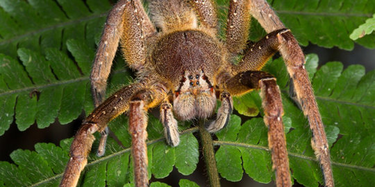 wandering spider
