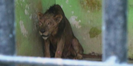 Kebun binatang Solo terima singa Afrika dari Banjarnegara