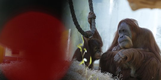 Nasib tragis orangutan di Indonesia diperkosa sampai jadi PSK