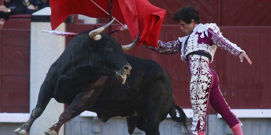 Aksi banteng-banteng ganas dan matador di San Isidro Feria