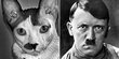 Portos, si kucing nakal 'reinkarnasi' Hitler