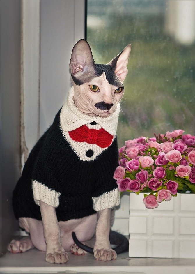 portos kucing mirip hitler