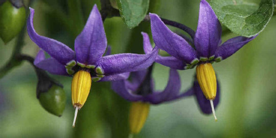 awas, 10 bunga cantik ini ternyata berbahaya dan mematikan!