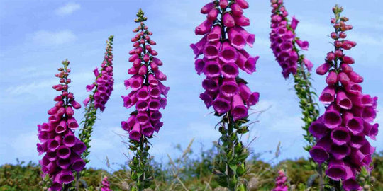 awas, 10 bunga cantik ini ternyata berbahaya dan mematikan!