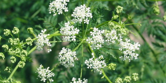 awas, 10 bunga cantik ini ternyata berbahaya dan mematikan!