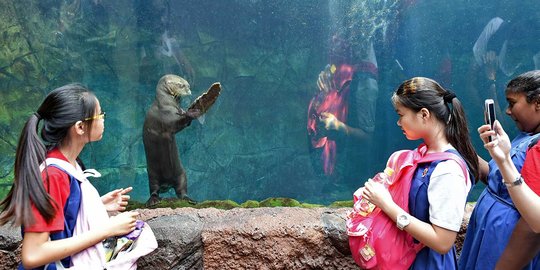 Tingkah lucu berang-berang di dalam aquarium Wild Reserve Singapore