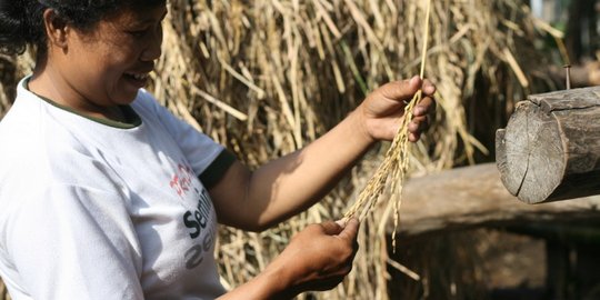 Usai beras, pembasmi hama abal-abal ancam kualitas pangan era Jokowi