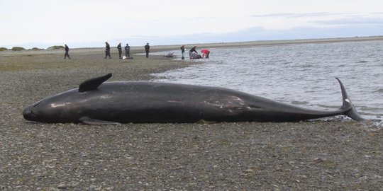 Ombak besar, paus mini terdampar di Padang Galak gagal dievakuasi