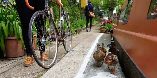 Di negara ini, bebek pun dihormati haknya seperti manusia