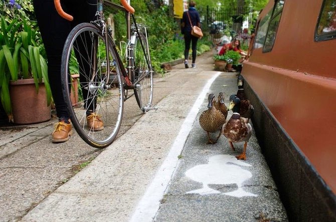 duck lanes di inggris