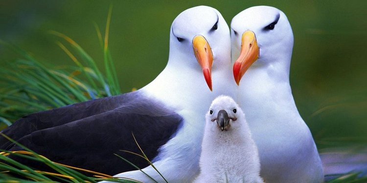 58 Wallpaper Romantis Burung HD