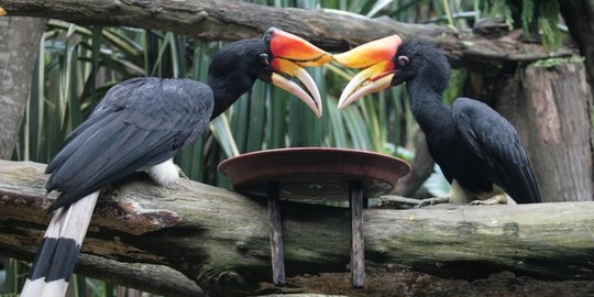tingkah romantis 6 hewan ini bikin manusia iri