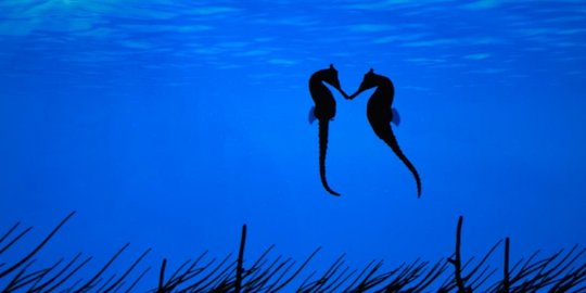 tingkah romantis 6 hewan ini bikin manusia iri