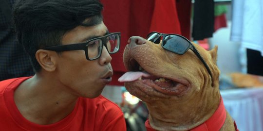 Gaya lucu anjing dalam Purina Alpo Dog Run di Senayan