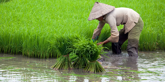 Banyak lahan pertanian di Timur Indonesia telah beralih fungsi