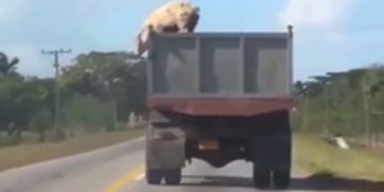 Babi ini kabur dengan melompat dari truk yang tengah melaju di tol