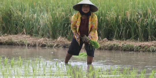 Petani terabaikan, Guru Besar IPB pesimistis RI swasembada pangan