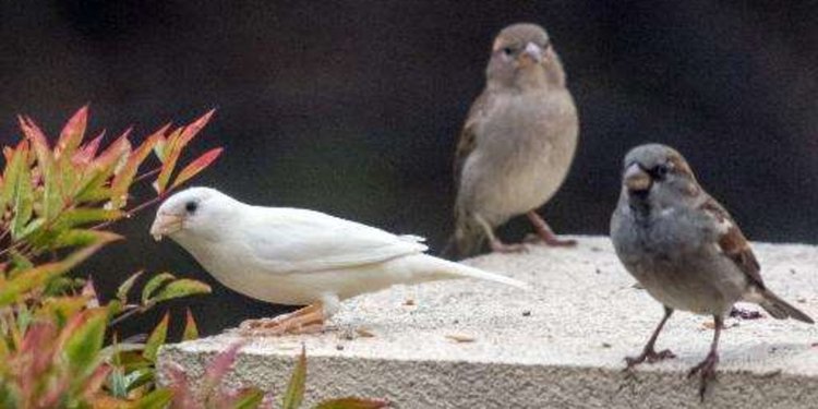 37+ Gambar burung wik wik terbaru