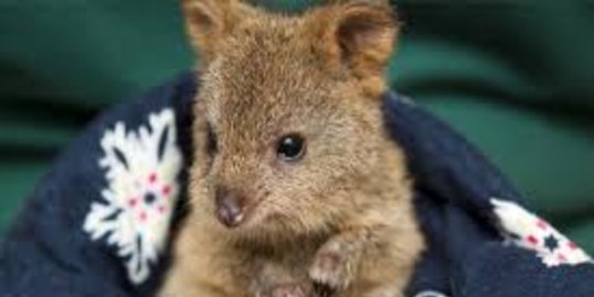 Lima Aksi Sadis Penyiksaan Hewan Bikin Heboh Dunia Merdeka Com