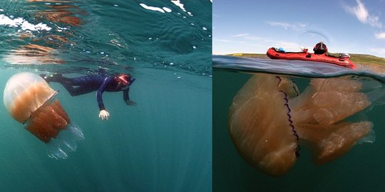 Ribuan ubur-ubur raksasa beracun serbu pantai Inggris 