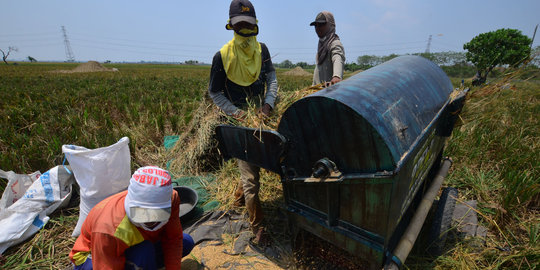 Dirjen PPHP : usaha penggilingan padi dikelola oleh site manager