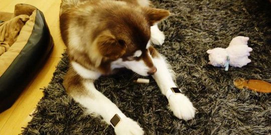 Dimanja pemiliknya, anjing ini punya dua Apple Watch emas!