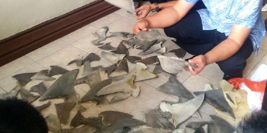 Polisi gagalkan penyelundupan ratusan sirip hiu di Gilimanuk
