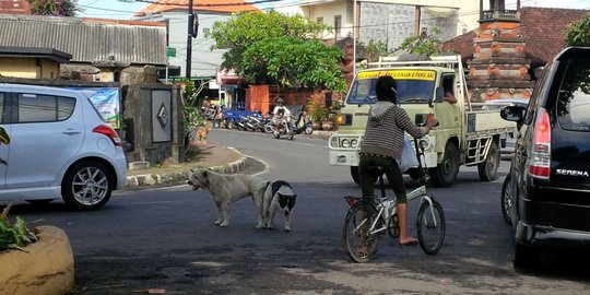 Sepasang anjing kawin di tengah jalan bikin heboh warga Denpasar