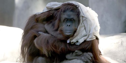 29 Tahun dikurung, orangutan Sumatera dapat hidup bebas di Argentina